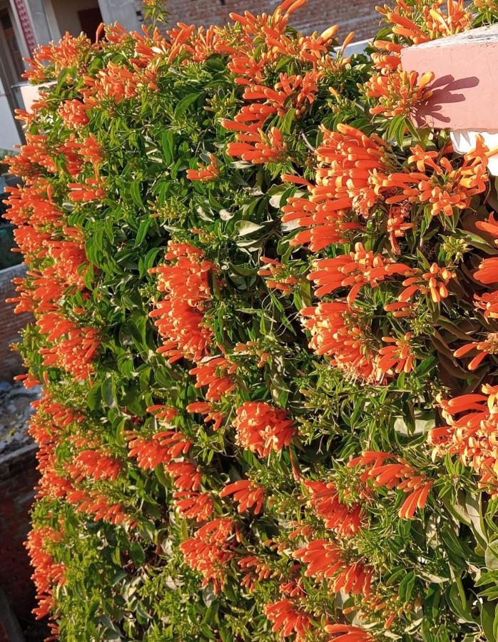 Marigold Jaipur