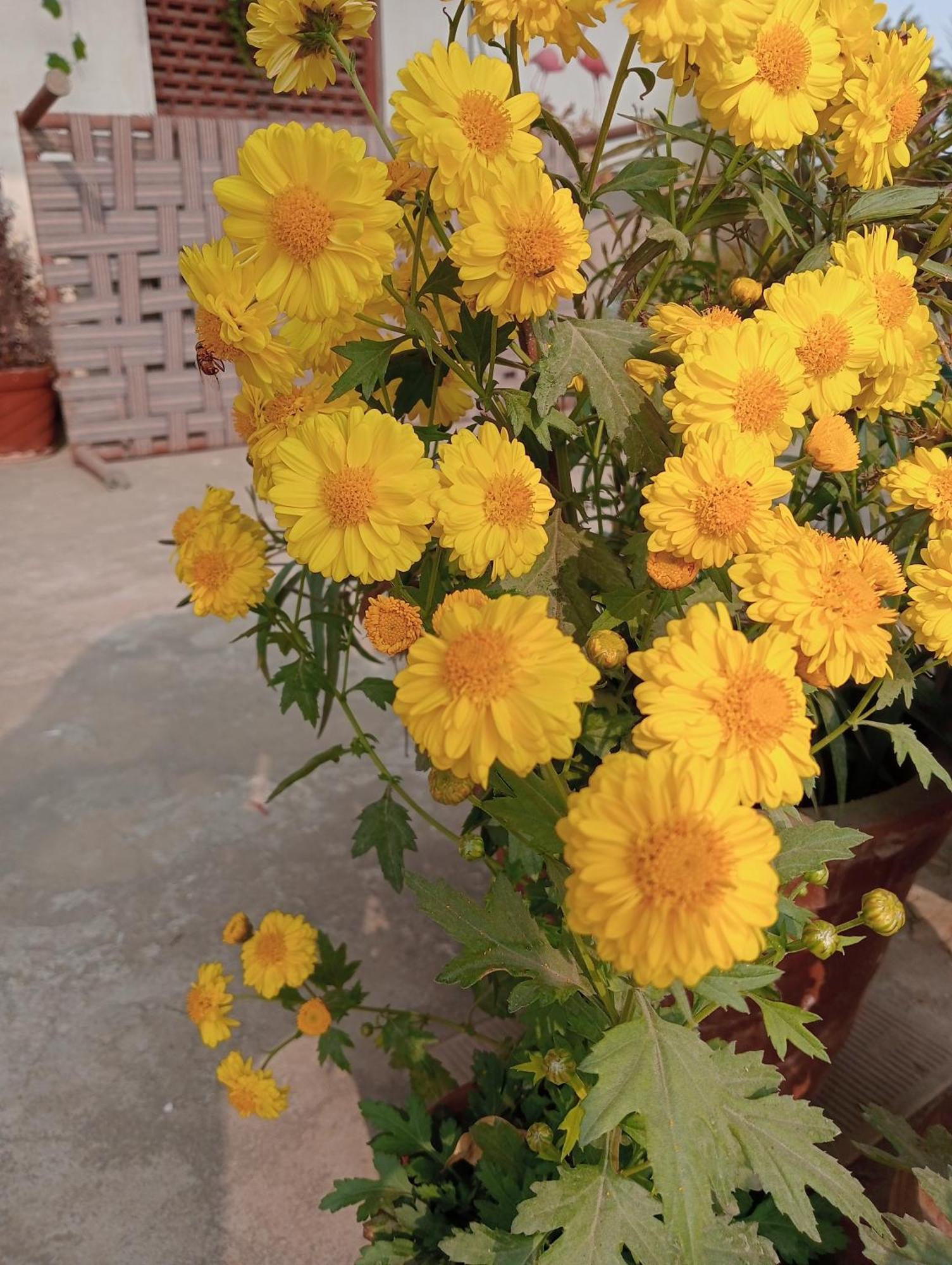 Marigold Homestay Jaipur